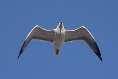 Larus michahellis