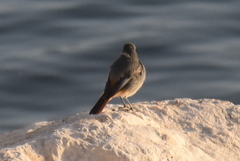 Phoenicurus ochruros