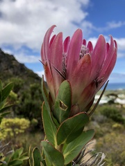 Protea compacta