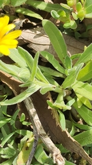Calendula arvensis