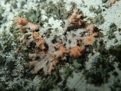 Erythricium aurantiacum