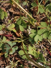 Oxalis