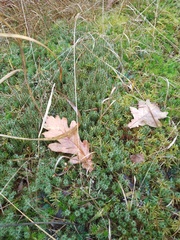 Polytrichum juniperinum