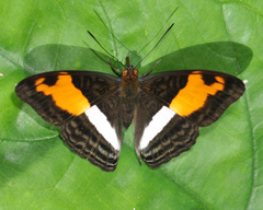 Adelpha cocala