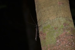 Creoxylus
