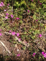Oxalis
