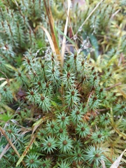 Polytrichum juniperinum