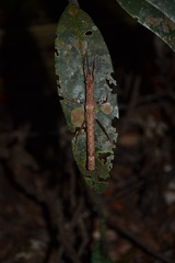 Creoxylus