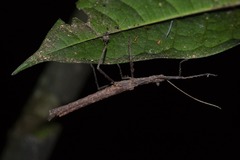 Creoxylus