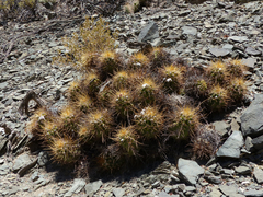 Trichocereus candicans