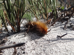 Phyllalia patens
