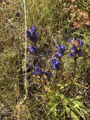 Gentiana decumbens