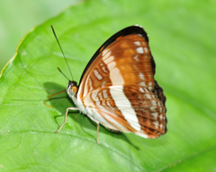 Adelpha cocala