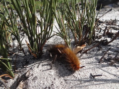 Phyllalia patens