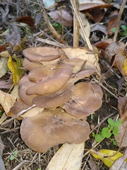 Agaricomycetes