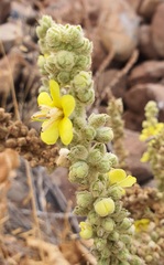 Verbascum sinaiticum