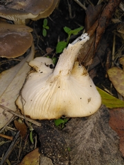 Agaricomycetes
