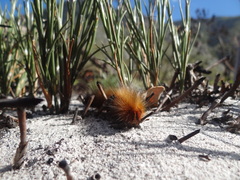Phyllalia patens