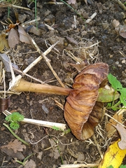 Agaricomycetes