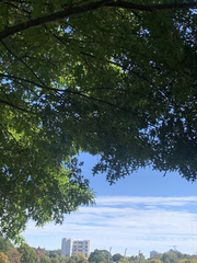 Quercus palustris