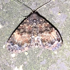 Metalectra richardsi