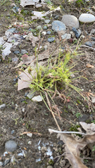 Cyperus squarrosus