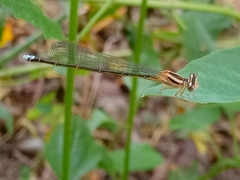 Pseudagrion salisburyense