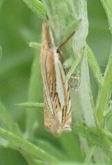 Crambus saltuellus
