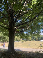Quercus palustris
