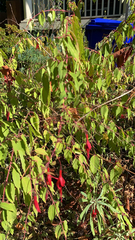 Fuchsia magellanica