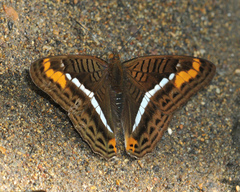 Adelpha corcyra