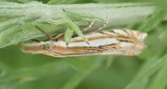 Crambus saltuellus