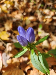Gentiana saponaria