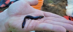 Necturus maculosus
