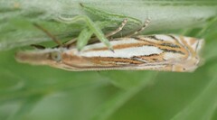 Crambus saltuellus