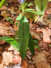 Gentiana saponaria
