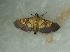 Syngamia latimarginalis