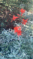 Epilobium canum