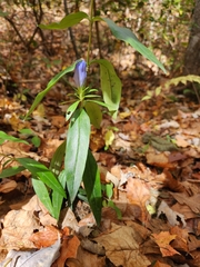 Gentiana saponaria