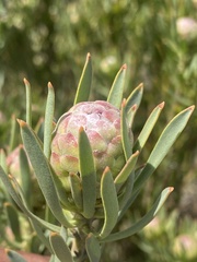 Leucadendron lanigerum lanigerum