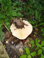 Agaricomycetes