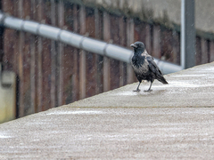 Corvus cornix × corone