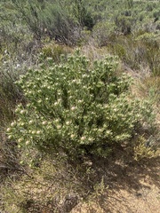Leucadendron lanigerum lanigerum