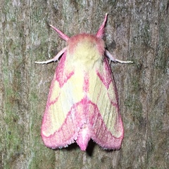 Hyparpax aurora
