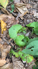 Ranunculus cassubicus