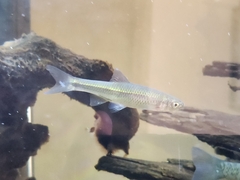 Cyprinella spiloptera