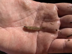 Etheostoma proeliare