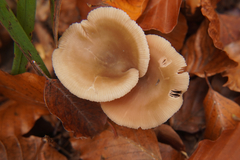 Entoloma