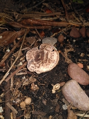 Agaricomycetes