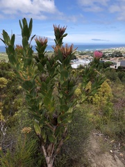 Protea compacta